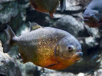 Red bellied Piranha