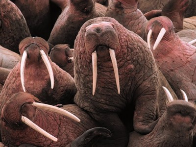 Walrus