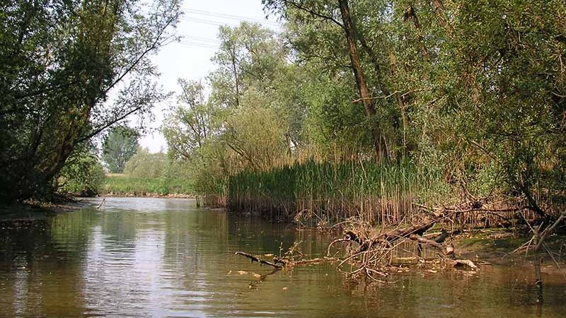 پارک ملی بیس بوسخ (Biesbosch national park)