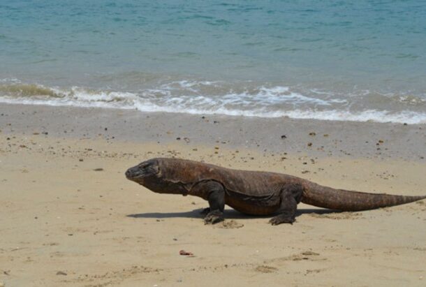 The Komodo Dragons