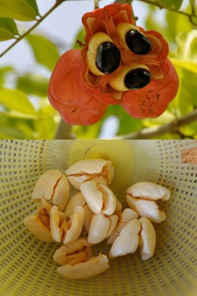 Ackee