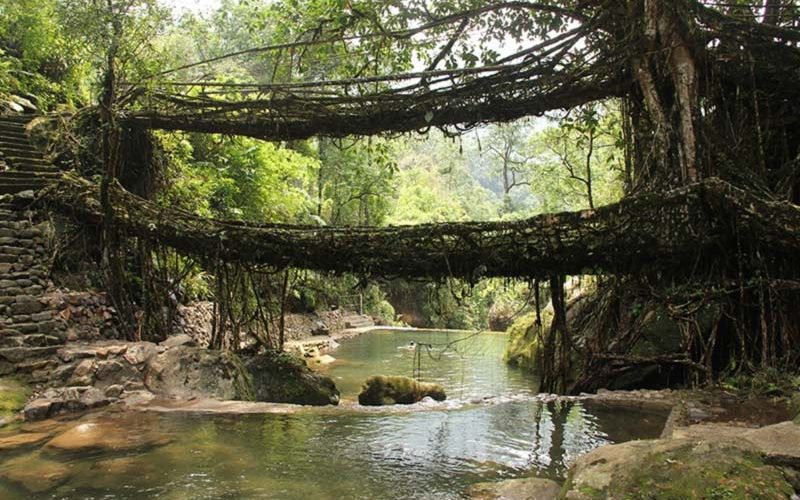 Bridge of living roots, Cherrapunji, Meghalaya