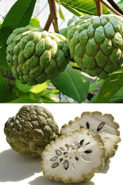 Custard Apple