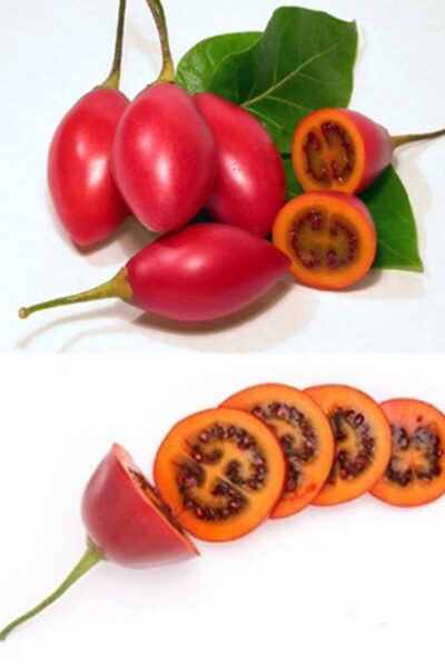 Tamarillo