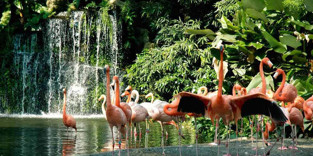 jurong-birdpark-flamingo