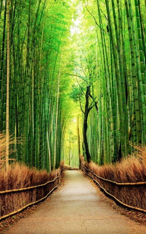 sagano-bamboo-forest-in-japan