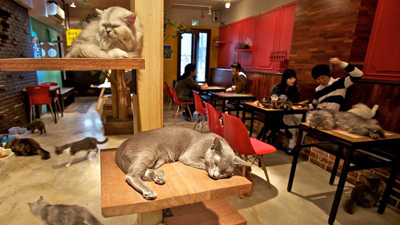 cat cafe seoul