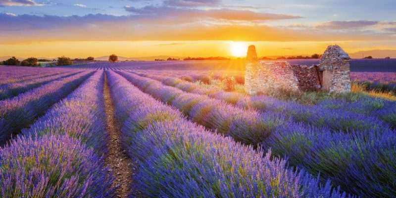 provence-france-lavender-fieldsprovence-france-lavender-fields