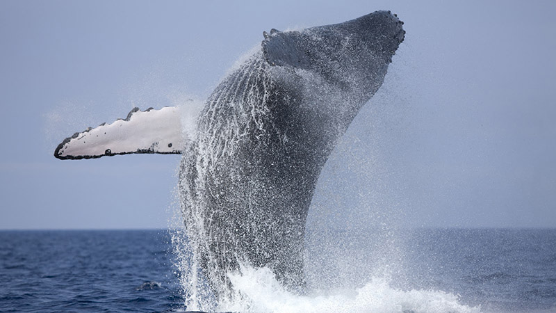 Whale watching in bentota