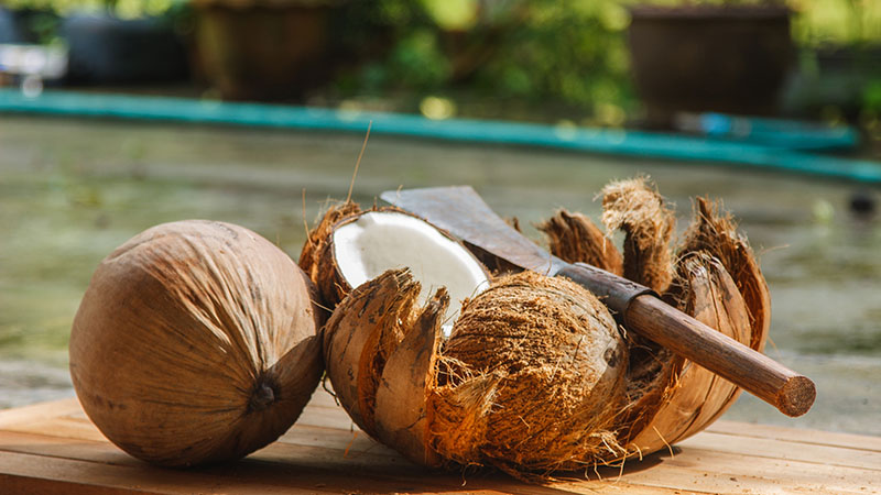 coconut in siri lanka