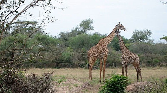 Giraffe in East Africa