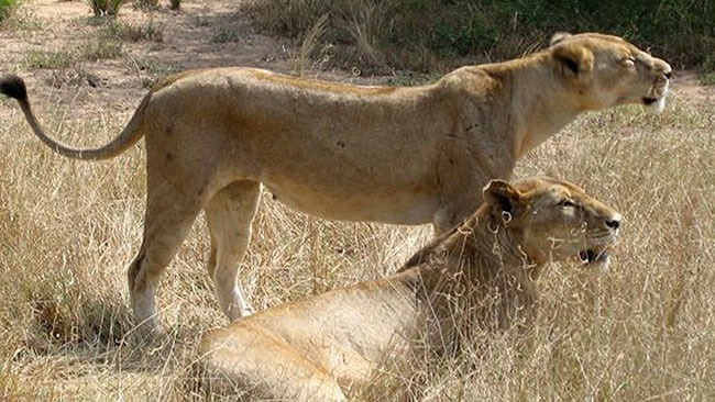 lions in East Africa