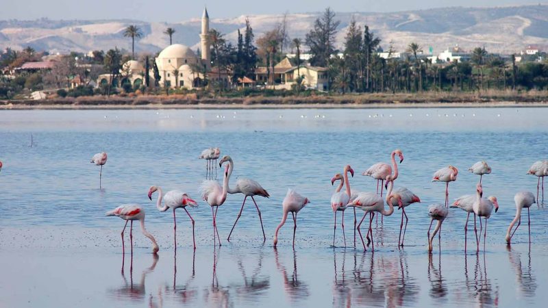 larnaca salt lakes