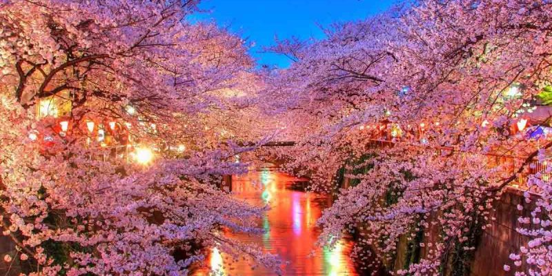 japanese-cherry-blossoms