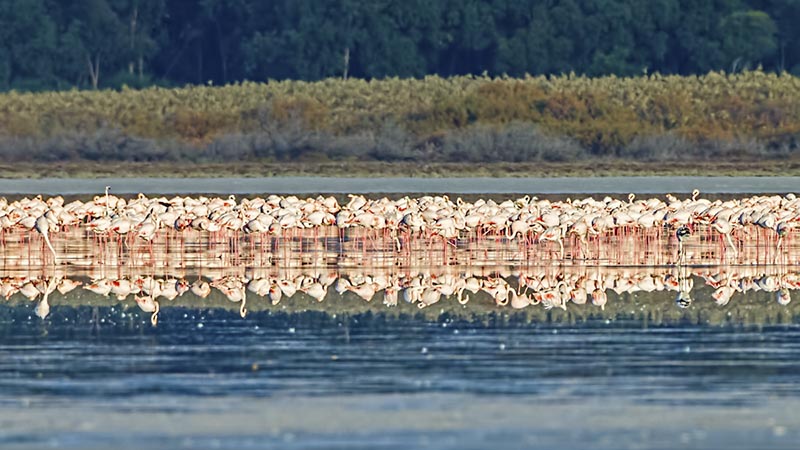 larnaca salt lake