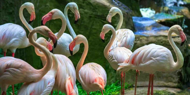 flamingos-kl-bird-park-malaysia_cs