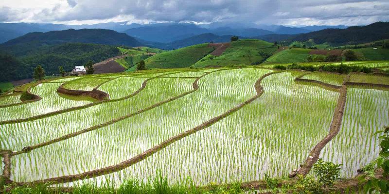 thailand-rice-field-chaingmai