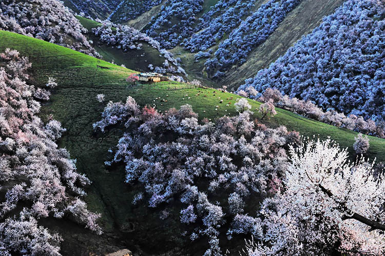 دره ییلی