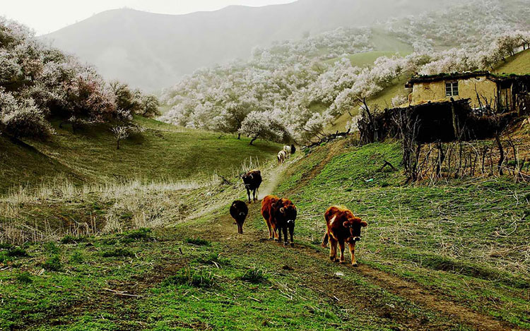 طبیعت ییلی