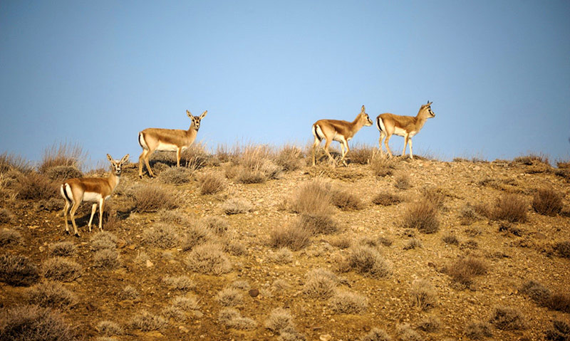 حیوانات پارک ملی گلستان