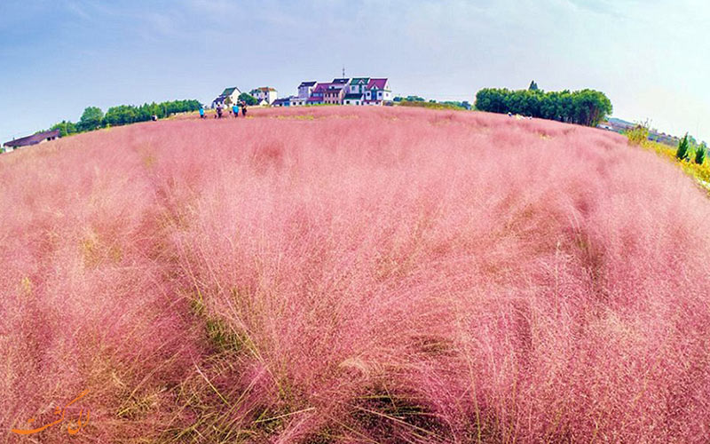 مزرعه ای خوشرنگ در چین