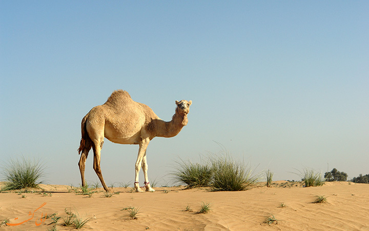 کویر مصر