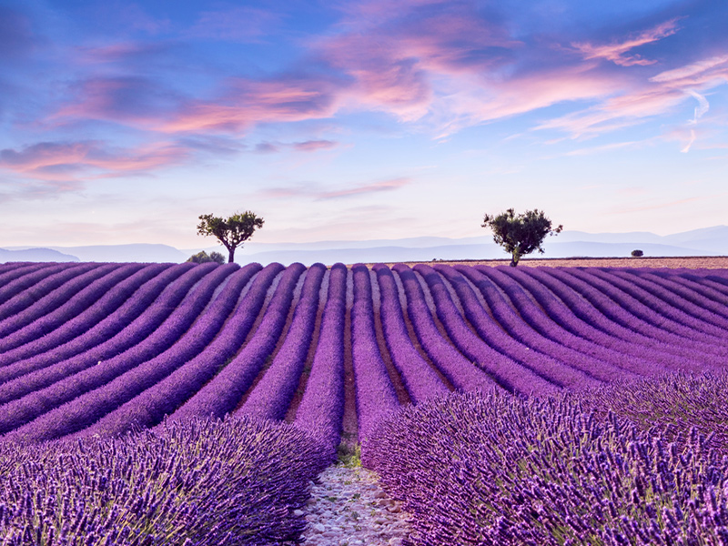 Lavender fields