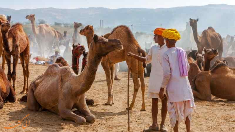 نمایشگاه شتر پوشکار در هند