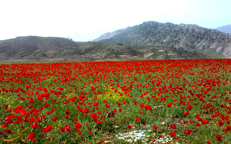 روستای آبدانان در ایلام