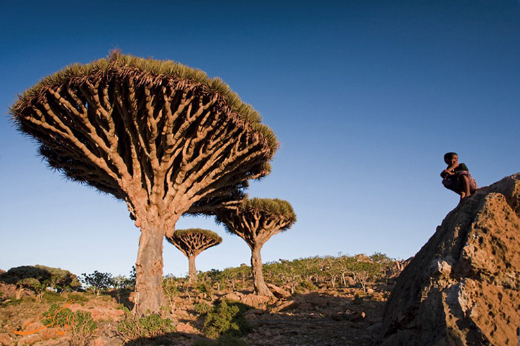 جزیره سکوترا