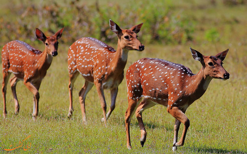 پارک ملی Wilpattu