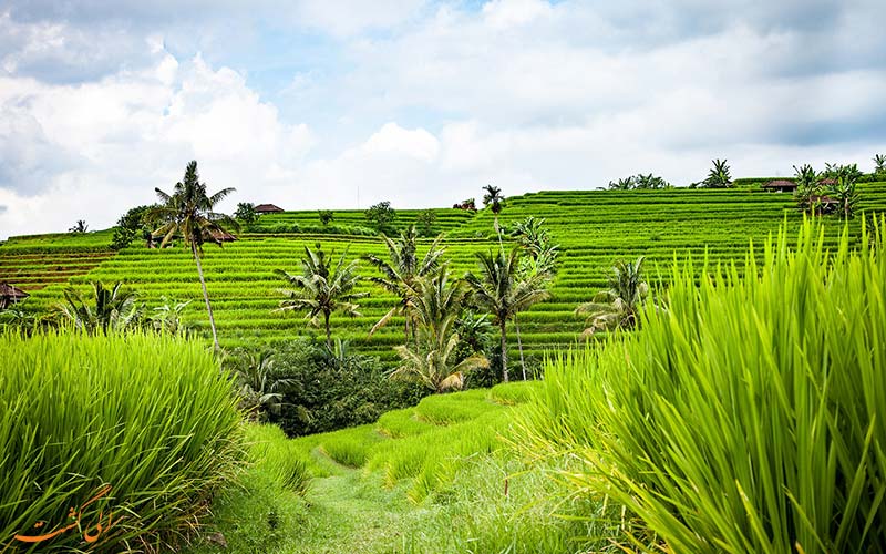 یوبود (Ubud)