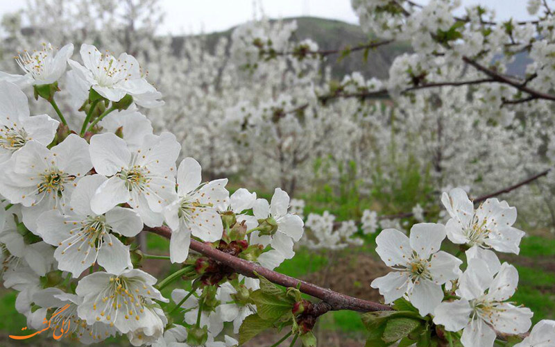 آب و هوای روستای ژیوار