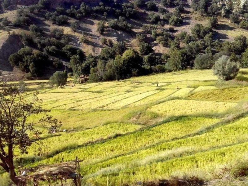 روستای کریک