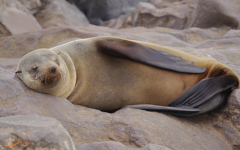 فک خزپوش کیپ (Cape fur seals)