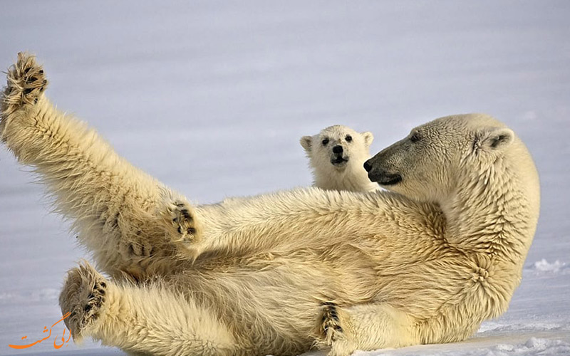 گردشگری-حیات-وحش - Polar Bears