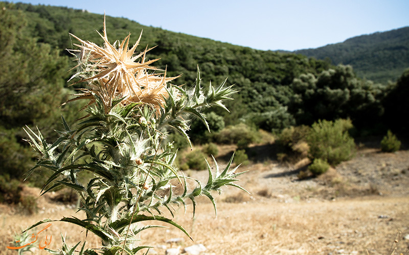 پوشش گیاهی