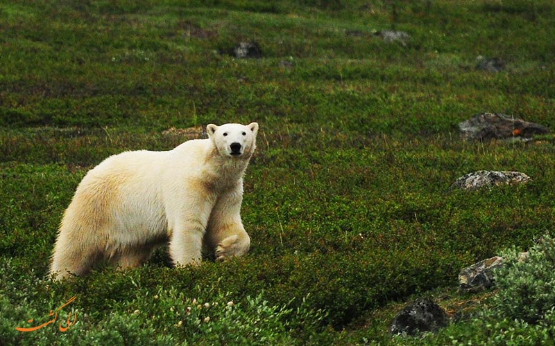 پارک ملی کوه های تارنگت | Torngat Mountains National Park