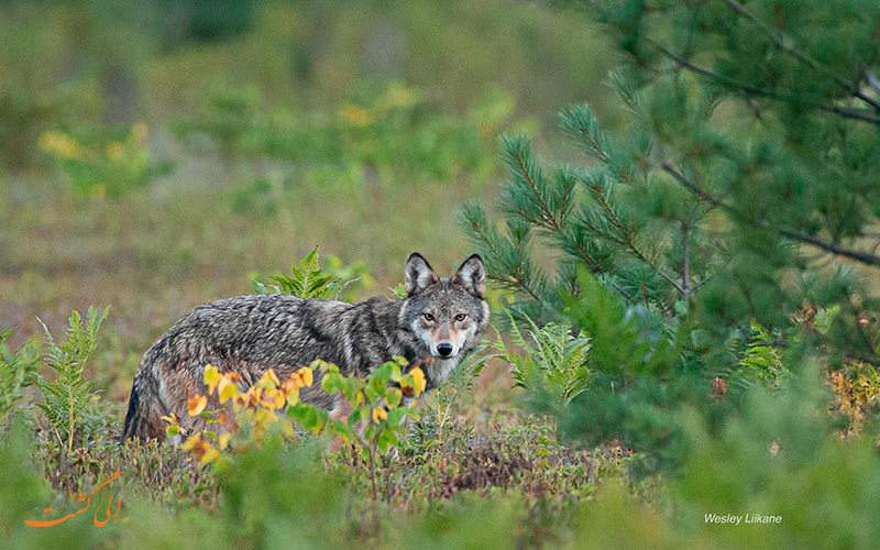 پارک ایالتی الگانکین | Algonquin Provincial Park