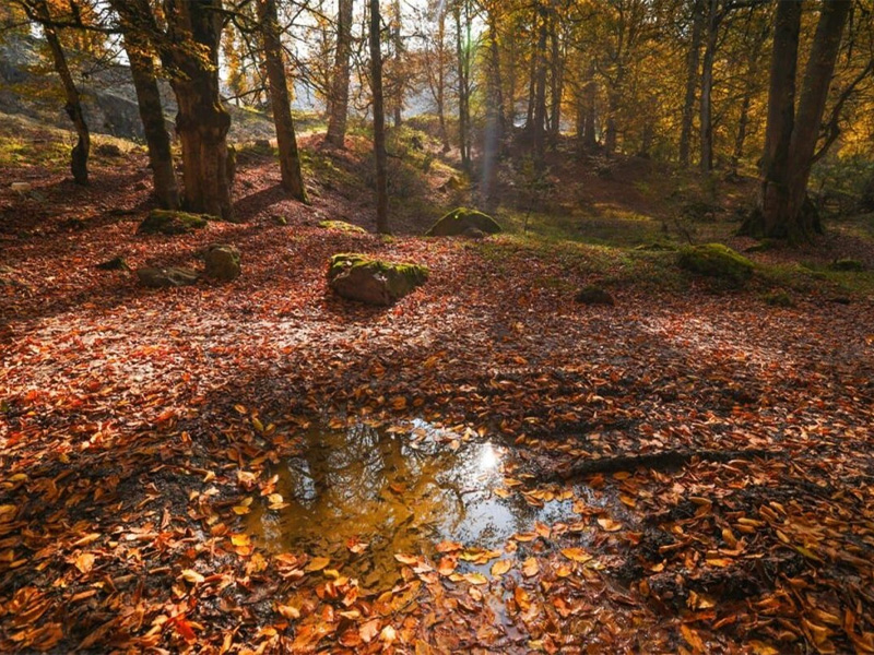 مرداب ترسناک دیوک    