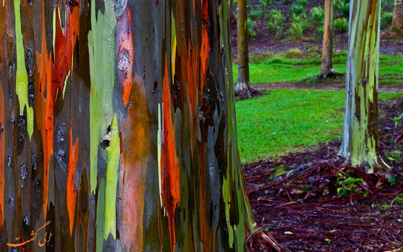 اکالیپتوس Rainbow-Eucalyptus