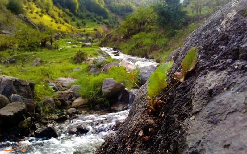 ییلاق زیبای ناتر مازندران