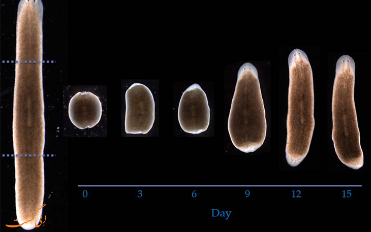 تکثیر کرم پلاناریا