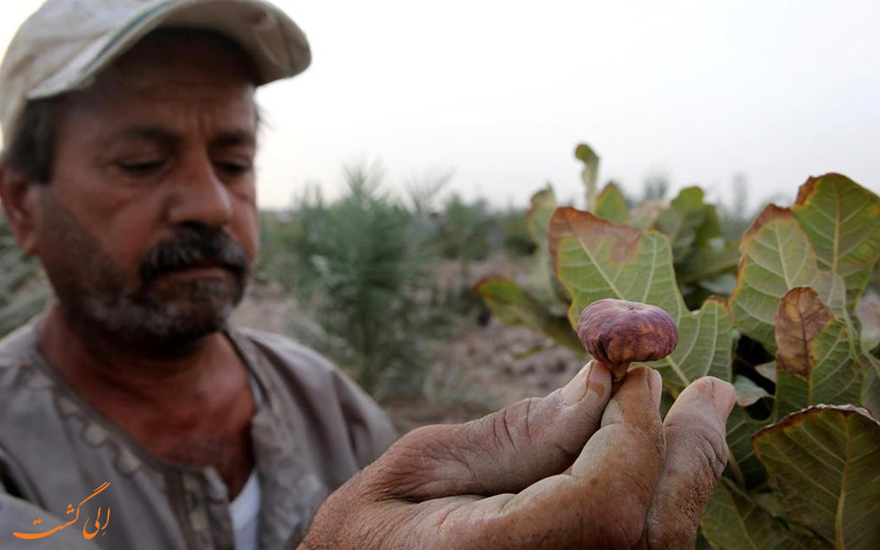 گردشگری کشاورزی در ایران