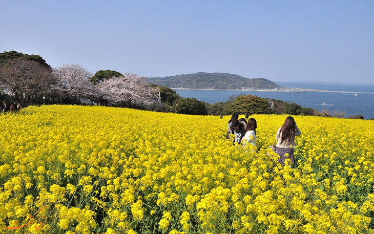 Nokono Island