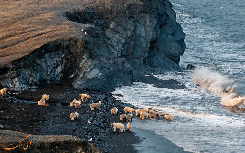 جزیره ی رنگل | wrangel island