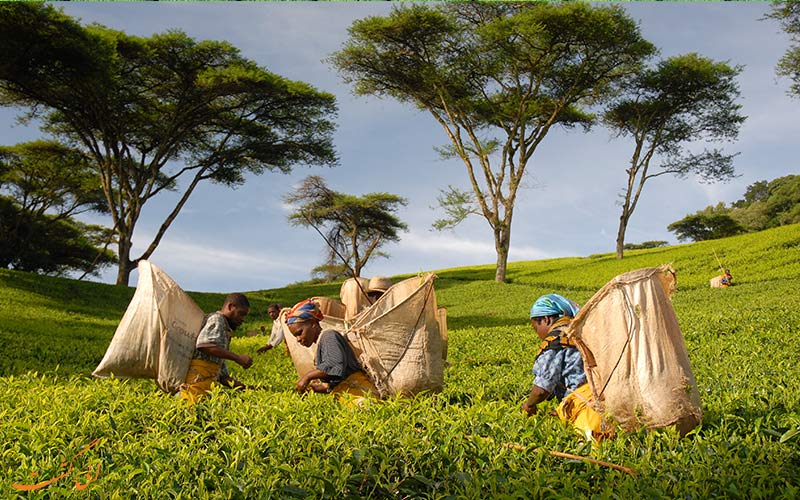 اندونزی-مزارع چای