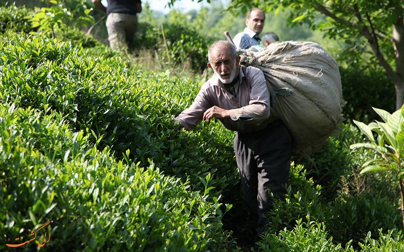 ایران-چای