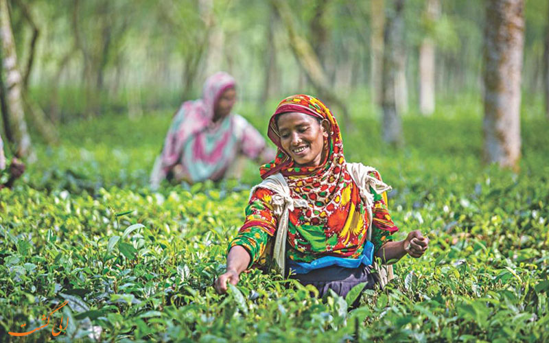 بهترین مزارع چای جهان - بنلادش