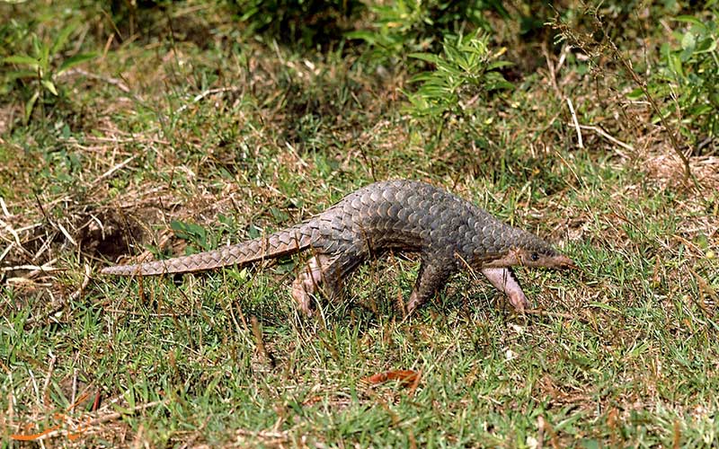 مورچه خوار پانگولین چه می خورد